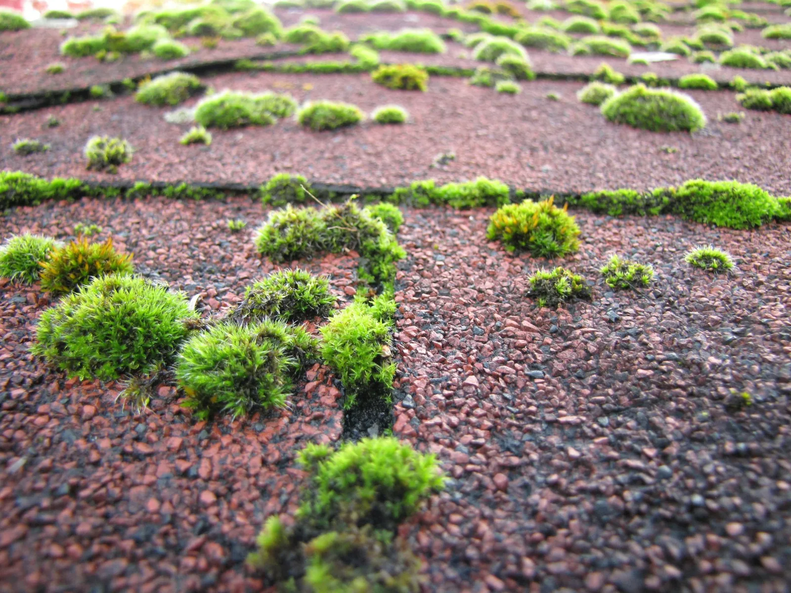 Clumps of green moss growing along asphalt roof shingle seams