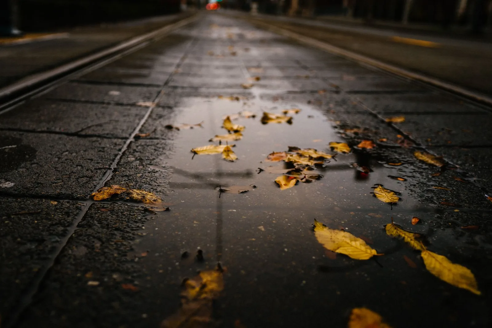 Fallen autumn leaves in a rain puddle on a wet Tacoma street